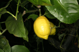 Citrus x limon RCP1-10 038.jpg